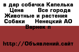 в дар собачка Капелька › Цена ­ 1 - Все города Животные и растения » Собаки   . Ненецкий АО,Варнек п.